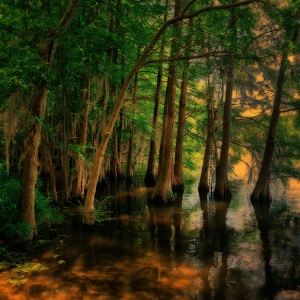 Cypress Trees